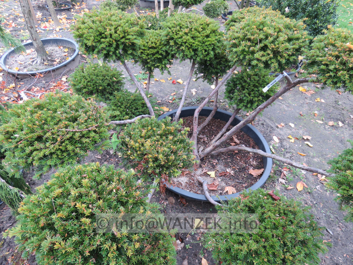 Taxus baccata 14 Bonsai 02.JPG